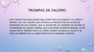 TROMPAS DE FALOPIO
• SON CONDUCTOS MUSCULARES QUE CONECTAN LOS OVARIOS Y EL ÚTERO O
MATRIZ, AHÍ HAY LIQUIDO QUE ESTIMULA LA PRODUCCIÓN DE ALVEOLOS
FEMENINOS EN LOS OVARIOS, QUE AL PASAR POR LAS TROMPAS DE FALOPIO SE
ACOMPAÑAN DE LIQUIDO SEMINAL QUE CONTIENEN ESPERMATOZOIDES, ESTOS
VIAJAN POR EL EPIDIMO HASTA EL ÚTERO, DONDE FECUNDA AL OVULO Y SE
CREA UN EMBRIÓN EN LA CABIDA PROSTÁTICA FEMENINA O MATRIZ
 