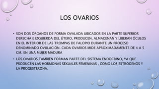 LOS OVARIOS
• SON DOS ÓRGANOS DE FORMA OVALADA UBICADOS EN LA PARTE SUPERIOR
DERECHA E IZQUIERDA DEL ÚTERO, PRODUCEN, ALMACENAN Y LIBERAN ÓCULOS
EN EL INTERIOR DE LAS TROMPAS DE FALOPIO DURANTE UN PROCESO
DENOMINADO OVULACIÓN. CADA OVARIOS MIDE APROXIMADAMENTE DE 4 A 5
CM. EN UNA MUJER MADURA
• LOS OVARIOS TAMBIÉN FORMAN PARTE DEL SISTEMA ENDOCRINO, YA QUE
PRODUCEN LAS HORMONAS SEXUALES FEMENINAS , COMO LOS ESTRÓGENOS Y
LA PROGESTERONA.
 