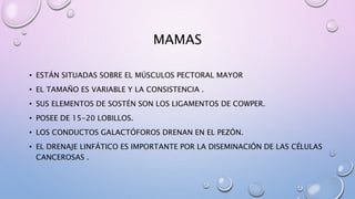 MAMAS
• ESTÁN SITUADAS SOBRE EL MÚSCULOS PECTORAL MAYOR
• EL TAMAÑO ES VARIABLE Y LA CONSISTENCIA .
• SUS ELEMENTOS DE SOSTÉN SON LOS LIGAMENTOS DE COWPER.
• POSEE DE 15-20 LOBILLOS.
• LOS CONDUCTOS GALACTÓFOROS DRENAN EN EL PEZÓN.
• EL DRENAJE LINFÁTICO ES IMPORTANTE POR LA DISEMINACIÓN DE LAS CÉLULAS
CANCEROSAS .
 