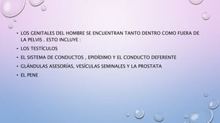 • LOS GENITALES DEL HOMBRE SE ENCUENTRAN TANTO DENTRO COMO FUERA DE
LA PELVIS . ESTO INCLUYE :
• LOS TESTÍCULOS
• EL SISTEMA DE CONDUCTOS , EPIDÍDIMO Y EL CONDUCTO DEFERENTE
• GLÁNDULAS ASESORÍAS, VESÍCULAS SEMINALES Y LA PROSTATA
• EL PENE
 