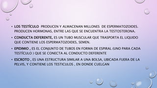 • LOS TESTÍCULO PRODUCEN Y ALMACENAN MILLONES DE ESPERMATOZOIDES.
PRODUCEN HORMONAS, ENTRE LAS QUE SE ENCUENTRA LA TESTOSTERONA.
• CONDUCTA DEFERENTE, ES UN TUBO MUSCULAR QUE TRASPORTA EL LIQUIDO
QUE CONTIENE LOS ESPERMATOZOIDES, SEMEN.
• EPIDIMIO , ES EL CONJUNTO DE TUBOS EN FORMA DE ESPIRAL (UNO PARA CADA
TESTÍCULO ) QUE SE CONECTA AL CONDUCTO DEFERENTE
• ESCROTO , ES UNA ESTRUCTURA SIMILAR A UNA BOLSA, UBICADA FUERA DE LA
PELVIS, Y CONTIENE LOS TESTICULOS , EN DONDE CUELGAN
 