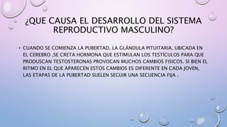 ¿QUE CAUSA EL DESARROLLO DEL SISTEMA
REPRODUCTIVO MASCULINO?
• CUANDO SE COMIENZA LA PUBERTAD, LA GLÁNDULA PITUITARIA, UBICADA EN
EL CEREBRO ,SE CRETA HORMONA QUE ESTIMULAN LOS TESTÍCULOS PARA QUE
PRODUSCAN TESTOSTERONAS PROVOCAN MUCHOS CAMBIOS FISICOS. SI BIEN EL
RITMO EN EL QUE APARECEN ESTOS CAMBIOS ES DIFERENTE EN CADA JOVEN,
LAS ETAPAS DE LA PUBERTAD SUELEN SEGUIR UNA SECUENCIA FIJA .
 