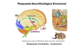 Respuesta Neurofisiológica Emocional
Respuesta inmediata - Autónoma
 