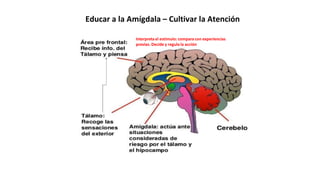 Interpretael estímulo: compara con experiencias
previas. Decide y regula la acción
Educar a la Amígdala – Cultivar la Atención
 