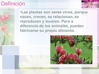 Definición Las plantas son seres vivos, porque nacen, crecen, se relacionan, se reproducen y mueren. Pero a diferencia de los animales, pueden fabricarse su propio alimento.  