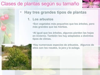 Clases de plantas según su tamaño Hay tres grandes tipos de plantas Los arbustos Son vegetales más pequeños que los árboles, pero más grandes que las hierbas. Al igual que los árboles, algunos pierden las hojas en invierno. También los hay adaptados a distintos tipos de climas. Hay numerosas especies de arbustos.  Algunos de ellos son los rosales, la jara y la aulaga. 