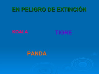 EN PELIGRO DE EXTINCIÓN   KOALA PANDA TIGRE 