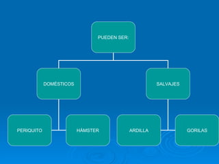 PUEDEN SER: DOMÉSTICOS SALVAJES PERIQUITO HÁMSTER ARDILLA GORILAS 