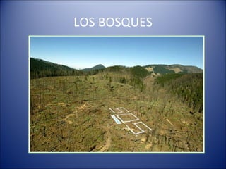 LOS BOSQUES