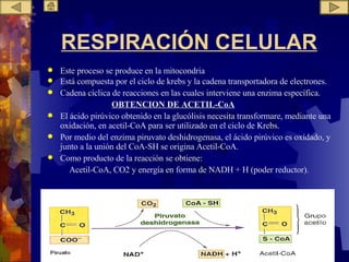 RESPIRACIÓN CELULAR Este proceso se produce en la mitocondria Está compuesta por el ciclo de krebs y la cadena transportadora de electrones. Cadena cíclica de reacciones en las cuales interviene una enzima específica. OBTENCION DE ACETIL-CoA El ácido pirúvico obtenido en la glucólisis necesita transformare, mediante una oxidación, en acetil-CoA para ser utilizado en el ciclo de Krebs.  Por medio del enzima piruvato deshidrogenasa, el ácido pirúvico es oxídado, y junto a la unión del CoA-SH se origina Acetil-CoA. Como producto de la reacción se obtiene:  Acetil-CoA, CO2 y energía en forma de NADH + H (poder reductor). 