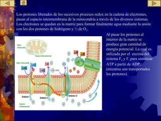 Los protones liberados de los sucesivos procesos redox en la cadena de electrones, pasan al espacio intermembrana de la mitocondria a través de los diversos sistemas. Los electrones se quedan en la matriz para formar finalmente agua mediante la unión con los dos protones de hidrógeno y ½ de O 2 . Al pasar los protones al interior de la matriz se produce gran cantidad de energía potencial. La cual es utilizada por el  enzima del sistema F 0  y F 1  para sintetizar ATP a partir de ADP, (mientras son transportados los protones). 