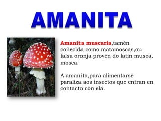 Amanita muscaria,tamén
coñecida como matamoscas,ou
falsa oronja provén do latín musca,
mosca.

A amanita,para alimentarse
paraliza aos insectos que entran en
contacto con ela.
 