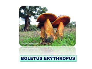 BOLETUS ERYTHROPUS
 