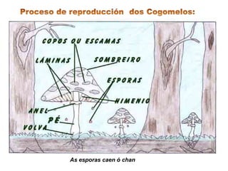 As esporas caen ó chan
 