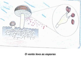 O vento leva as esporas
 
