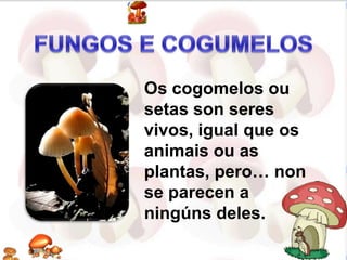 Os cogomelos ou
setas son seres
vivos, igual que os
animais ou as
plantas, pero… non
se parecen a
ningúns deles.
 