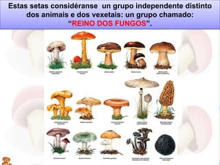 Estas setas considéranse un grupo independente distinto
     dos animais e dos vexetais: un grupo chamado:
                “REINO DOS FUNGOS”.
 