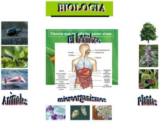 BIOLOGIA Ciencia que estudia los seres vivos Plantas microorganismos Animales El hombre 
