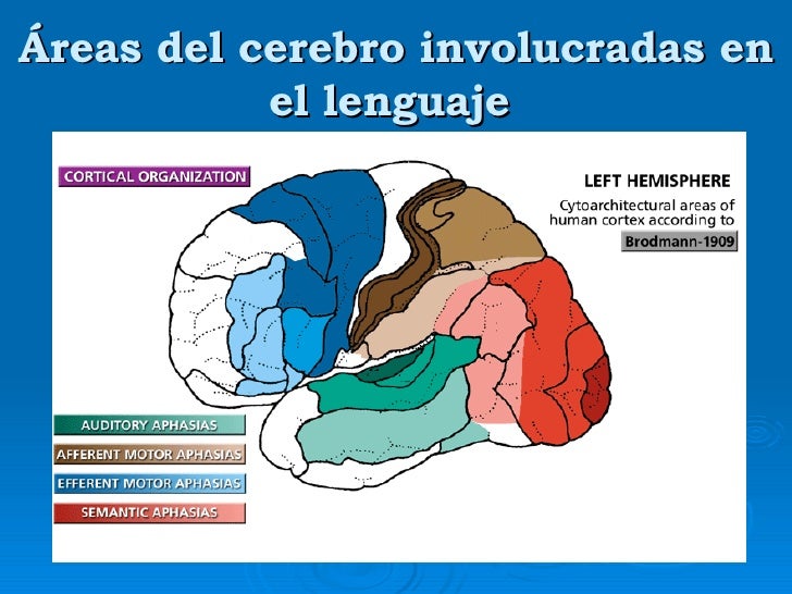 Teoria de luria sobre el lenguaje_teoria_online