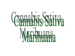 Cannabis Sativa Marihuana 