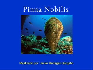 Pinna Nobilis Realizado por: Javier Benages Gargallo 