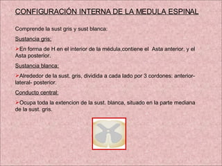 CONFIGURACIÓN INTERNA DE LA MEDULA ESPINAL Comprende la sust gris y sust blanca: Sustancia gris: En forma de H en el interior de la médula,contiene el  Asta anterior, y el Asta posterior. Sustancia blanca: Alrededor de la sust. gris, dividida a cada lado por 3 cordones: anterior- lateral- posterior. Conducto central: Ocupa toda la extencion de la sust. blanca, situado en la parte mediana de la sust. gris.  