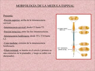 MORFOLOGÍA DE LA MEDULA ESPINAL Presenta:   - Porción superior:  arriba de la intumescencia cervical. - Intumescencia cervical:  desde C3 hasta T3. - Porción toraccica:  entre las dos intumescencias. - Intumescencia lumbosacra:  desde T9 o T10 hasta L2. - Cono medular:  extremo de la intumescencia lumbosacra. - Filum terminal:  se inserta en el cóccix ( primero es una extencion de la piamadre, y luego se cubre con duramadre).  
