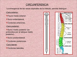 CIRCUNFERENCIA -Cara anterior: Fisura media anterior. Surco anterolateral. Cordones anteriores. - Cara posterior: Surco medio posterior (se profundiza por el tabique medio posterior). Surco posterolateral. Cordones posteriores. - Cara lateral: Cordones laterales. La emergencia de las raices espinales de la médula, permite distinguir: 