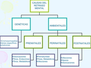 CAUSAS DEL RETRASO MENTAL GENÉTICAS AMBIENTALES PRENATALES PERINATALES POSTNATALES Intoxicaciones Ttnos. Endocrinos Ttnos. Metabólicos Prematuridad  Ttnos. Metabólicos infecciones Infecciones Hipoxia Intoxicaciones Cromosomopatías Genes específicos síndromes 