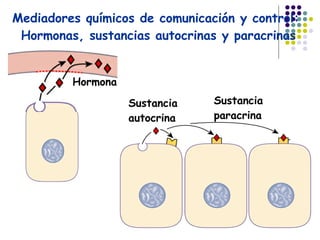 Mediadores químicos de comunicación y control: Hormonas, sustancias autocrinas y paracrinas Hormona Sustancia paracrina Su...