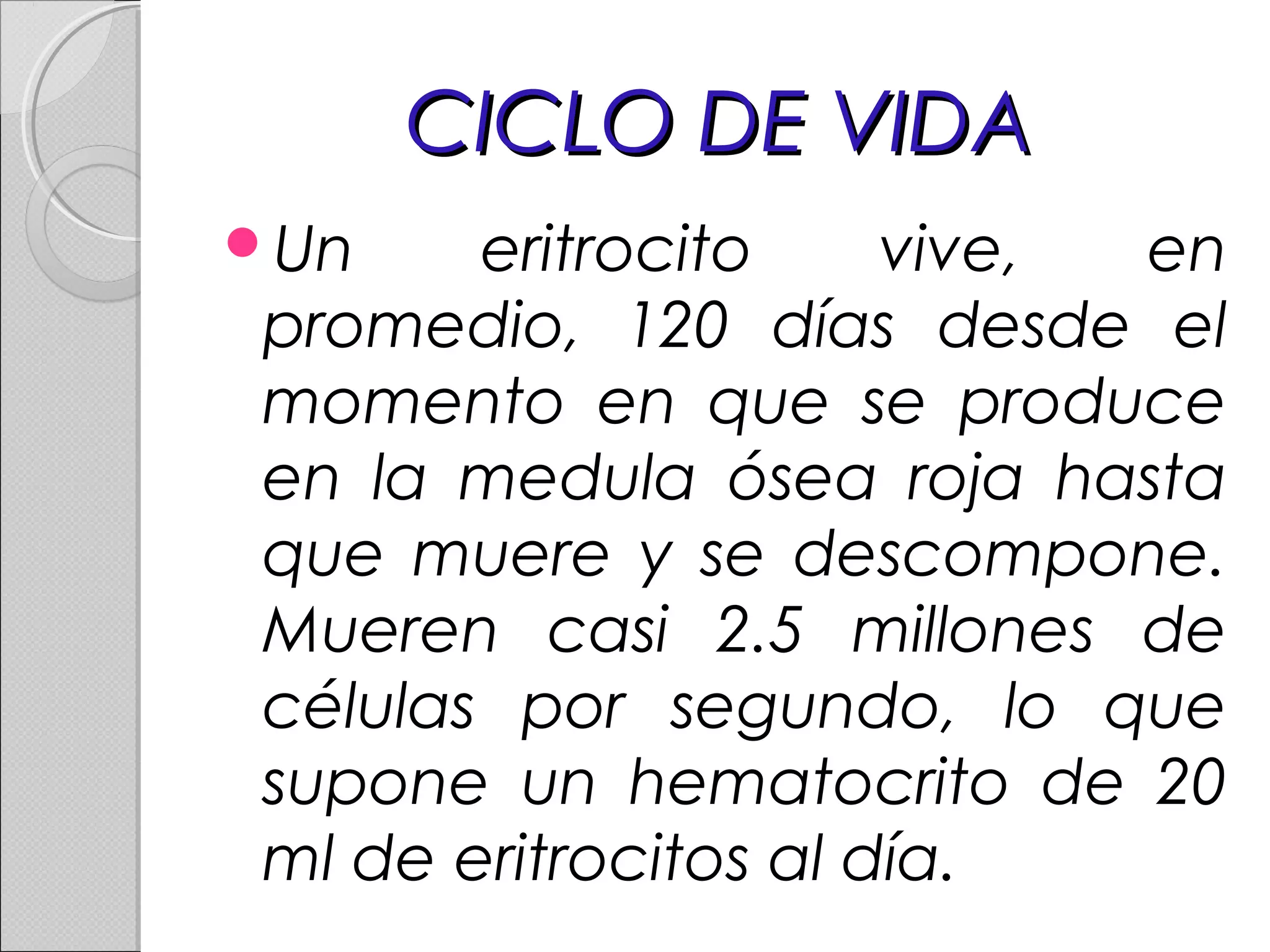 CICLO DE VIDACICLO DE VIDA
Un eritrocito vive, en
promedio, 120 días desde el
momento en que se produce
en la medula ósea roja hasta
que muere y se descompone.
Mueren casi 2.5 millones de
células por segundo, lo que
supone un hematocrito de 20
ml de eritrocitos al día.