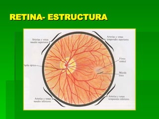 RETINA- ESTRUCTURA 