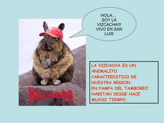 HOLA…  SOY LA VIZCACHA!!! VIVO EN SAN LUIS LA VIZCACHA ES UN ANIMALITO  CARACTERISTICO DE NUESTRA REGION. EN PAMPA DEL TAMBOREO HABITAN DESDE HACE MUCHO TIEMPO.. 