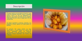 Descripción
El aguay manto es una planta silvestre cuya
fruta es redonda, amarilla, dulce y pequeña
(entre 1,25 y 2 cm de diámetro). Su
cáscara, que tiene la forma de un capullo,
tiene una textura como el papel pero no es
comestible.
Su sabor agridulce y amargo, sumado a su
exquisito aroma, genera un buen gusto al
paladar.
El arbusto del aguay manto es muy
ramificado y crece hasta un metro de
altura, pudiendo llegar en mejores
condiciones a los dos metros de altura.
Muestra flores amarillas con forma de
campana.
 