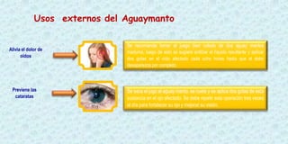 Se saca el jugo al aguay manto, se cuela y se aplica dos gotas de esta
sustancia en el ojo afectado. Se debe repetir esta operación tres veces
al día para fortalecer su ojo y mejorar su visión.
Usos externos del Aguaymanto
Alivia el dolor de
oídos
Se recomienda tomar el juego bien colado de dos aguay mantos
maduros, luego de esto se sugiere entibiar el líquido resultante y aplicar
dos gotas en el oído afectado cada ocho horas hasta que el dolor
desaparezca por completo.
Previene las
cataratas
 