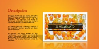 Descripción
El aguay manto es una planta silvestre
cuya fruta es redonda, amarilla, dulce y
pequeña (entre 1,25 y 2 cm de
diámetro). Su cáscara, que tiene la
forma de un capullo, tiene una textura
como el papel pero no es comestible.
Su sabor agridulce y amargo, sumado a
su exquisito aroma, genera un buen
gusto al paladar.
El arbusto del aguay manto es muy
ramificado y crece hasta un metro de
altura, pudiendo llegar en mejores
condiciones a los dos metros de altura.
Muestra flores amarillas con forma de
campana.
 