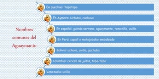 En quechua: Topotopo
En Aymara: Uchuba, cuchuva
En español: guinda serrana, aguaymanto, tomatillo, uvilla
En Perú: capulí o motojobobo embolsado
Bolivia: uchuva, uvilla, guchuba
Colombia: cereza de judas, topo-topo
Venezuela: uvilla
Nombres
comunes del
Aguaymanto
 