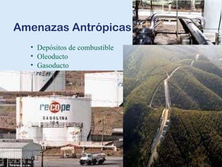 Amenazas Antrópicas Depósitos de combustible Oleoducto  Gasoducto 