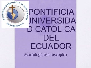 PONTIFICIA
UNIVERSIDA
D CATÓLICA
DEL
ECUADOR
Morfología Microscópica
 