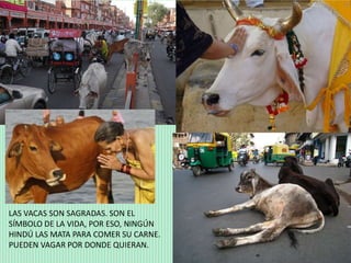 LAS VACAS SON SAGRADAS. SON EL
SÍMBOLO DE LA VIDA, POR ESO, NINGÚN
HINDÚ LAS MATA PARA COMER SU CARNE.
PUEDEN VAGAR POR DONDE QUIERAN.
 