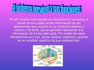 El ser humano está dotado de mecanismos nerviosos, a través de los cuales recibe información de las alteraciones que ocurren en su ambiente externo e interno y de otros, que le permiten reaccionar a la información de forma adecuada. Por medio de estos mecanismos ve y oye, actúa, analiza, organiza y guarda en su encéfalo registros de sus experiencias. El sistema nervioso y sus funciones 