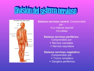 Sistema nervioso central : Comprendido por :  La médula espinal  Encéfalo Sistema nervioso periférico:  Comprendido por:     Nervios craneales      Nervios raquídeos   Sistema nervioso vegetativo: Comprendido por:      Tronco simpático     Ganglios periféricos División del sistema nervioso 