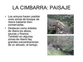 LA CIMBARRA: PAISAJE Los arroyos hacen posible unas zonas de bosque de ribera bastante bien conservadas. Destacan como árboles de ribera los alisos, sauces y fresnos. También en algunas zonas de ribera hay grandes concentraciones de un arbusto, el tamujo. 