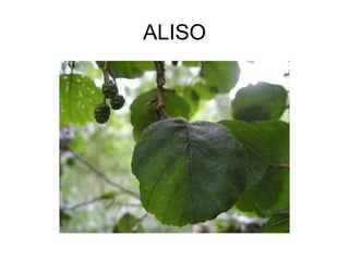 ALISO 