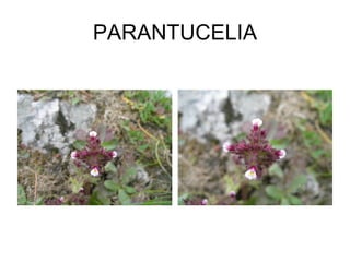 PARANTUCELIA 