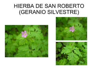 HIERBA DE SAN ROBERTO (GERANIO SILVESTRE) 