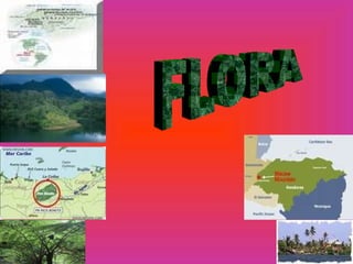 FLORA 