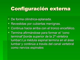 Configuración externa De forma cilíndrica-aplanada.  Revestidas por cubiertas menígnas. Continua hacia arriba con el tronco encefálico. Termina afirmándose para formar el “cono terminal”(borde superior de la 2ª vértebra lumbar)  La médula espinal termina en el área lumbar y continúa a través del canal vertebral como nervios espinales  