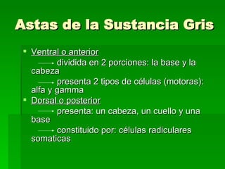 Astas de la Sustancia Gris Ventral o anterior dividida en 2 porciones: la base y la cabeza presenta 2 tipos de células (motoras): alfa y gamma  Dorsal o posterior   presenta: un cabeza, un cuello y una base constituido por: células radiculares somaticas 