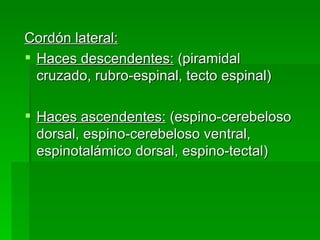 Cordón lateral: Haces descendentes:  (piramidal cruzado, rubro-espinal, tecto espinal) Haces ascendentes:  (espino-cerebeloso dorsal, espino-cerebeloso ventral, espinotalámico dorsal, espino-tectal) 